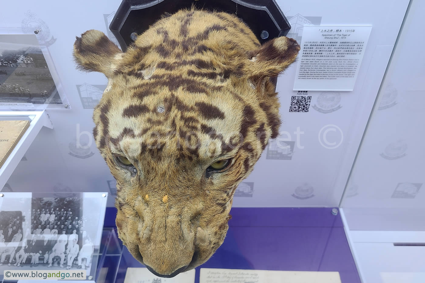 Police Museum - Tiger on the Loose
